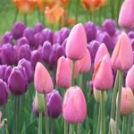 Tulip: Mengenal Bunga Cantik Satu Ini