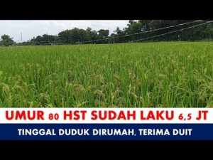 perawatan padi umur 80 hst