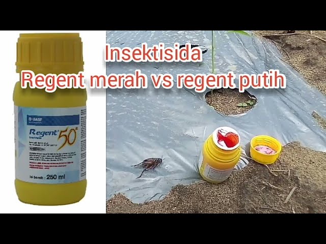 perbedaan insektisida regent merah dan putih