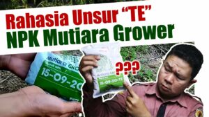 perbedaan npk mutiara dan npk grower