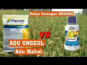 plenum vs pexalon