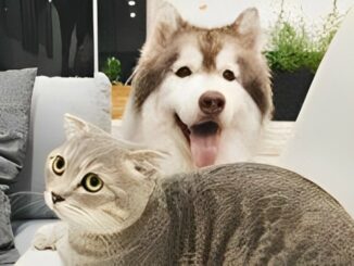 Mengapa Wariskan Rp44 Miliar untuk Kucing dan Anjing?