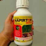 Keunggulan Klorfenapir Sebagai Bahan Aktif – Pengendali Tanaman