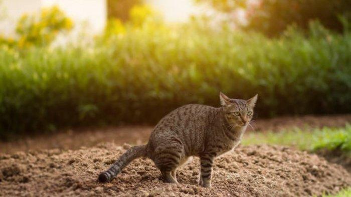 Pertanda Menginjak Kotoran Kucing