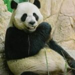 Cerdas dan Lucu! Panda ‘Hamil Palsu’ untuk Lebih Banyak Makanan