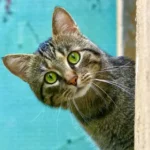 Arti Melihat Kucing Menyeberang Jalan: Mengungkap Fenomena Menarik