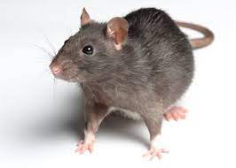 tikus
