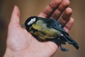 makna pertanda burung jatuh