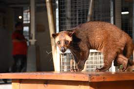 musang masuk rumah