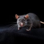 Mitos Dilangkahi Tikus: Pertanda Keberuntungan dan Perlindungan