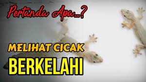 arti melihat cicak berkelahi